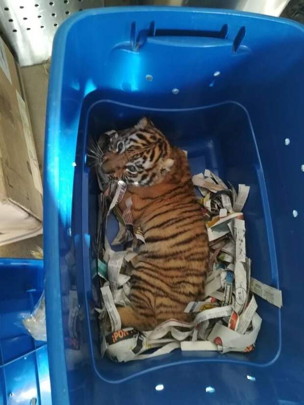 Полицейская собака нашла на почте посылку с живым тигренком полиция, почта, тигр