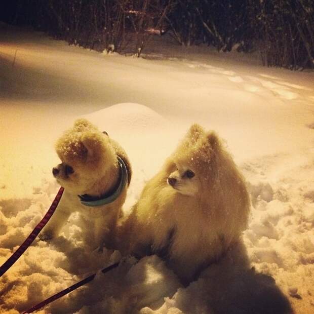 Бу и Бадди, Boo Buddy, милые собаки, померанский шпиц