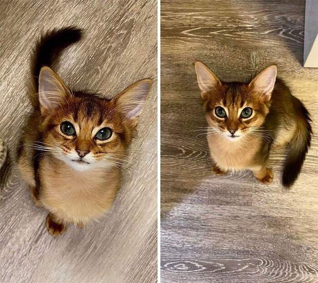 Незаконно маленькие котейки, которые своруют ваше сердце