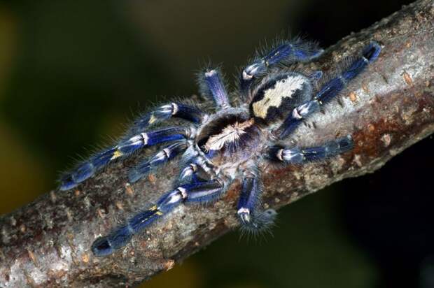 Паук-птицеед Poecilotheria metallica