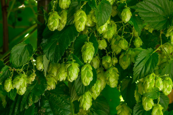 Хмель обыкновенный (Humulus lupulus)