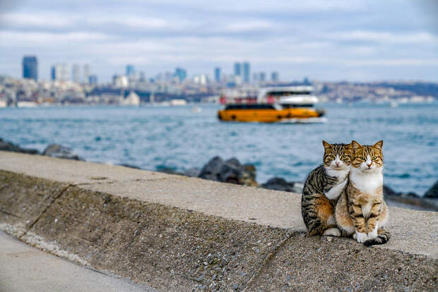 Я сфоткал двух обнимающихся бездомных кошек - клянусь, это не поставнока!