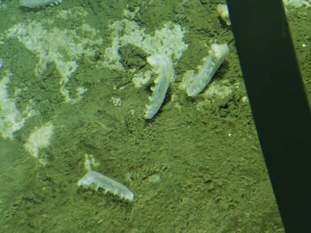 В Чилийском желобе на глубине 8000 метров обнаружили неизвестные микроорганизмы