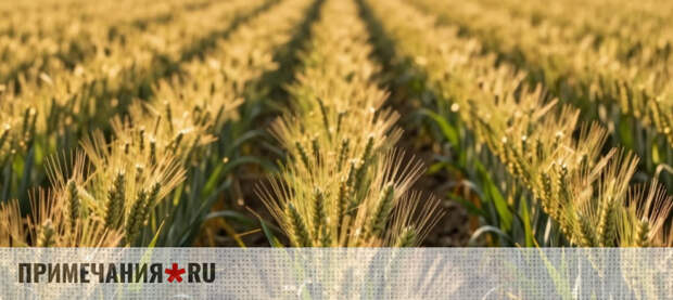 На полях Крыма стартовали работы по засеву яровых культур