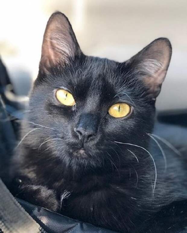 Добрая кошка Черная кошка