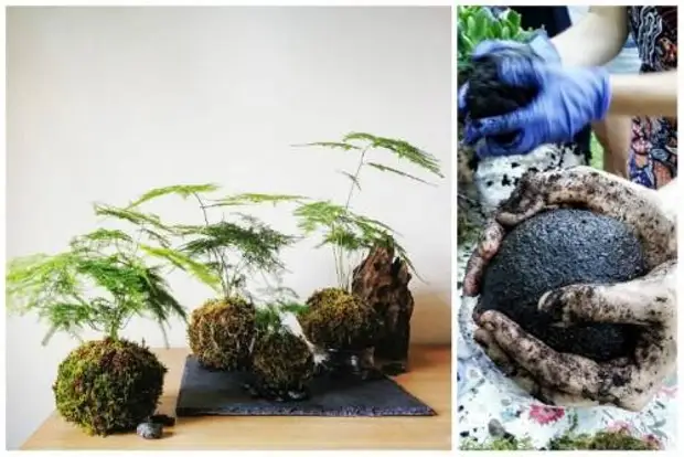 Как сделать кокедаму своими руками: уникальное растение для дома без горшка который, растения, сделать, нужно, торфа, бонсай, может, растение, воздухе, зависит, ктото, кокедаму, должна, полива, также, станет, растений, неделю, комнатное, потому