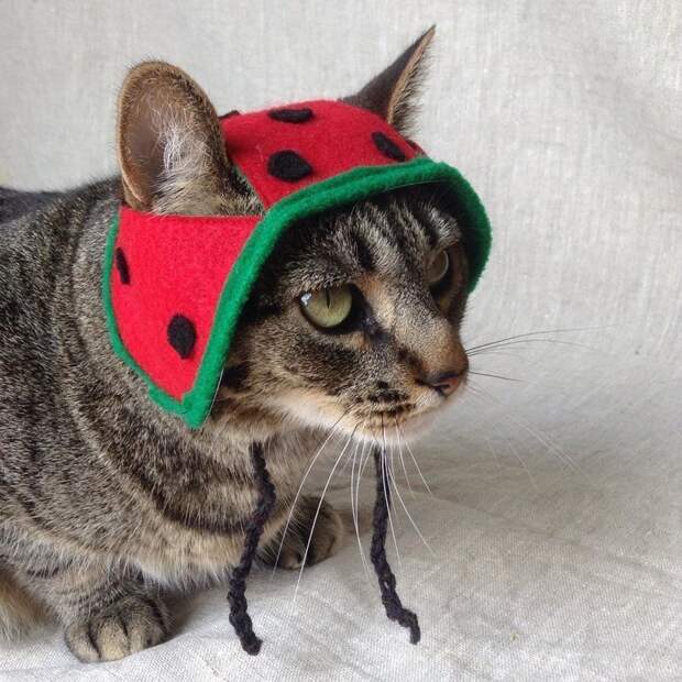 Котейки, знающие толк в моде на милые шапочки Котейки, знающие толк в моде на милые шапочки
