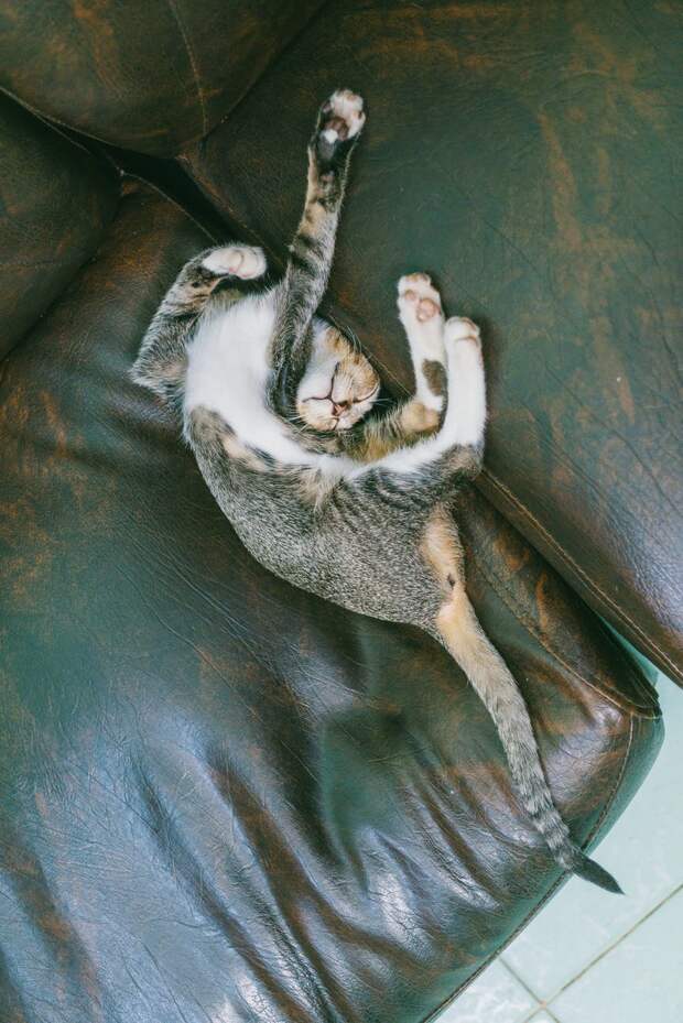 как спит кошка кошка спит