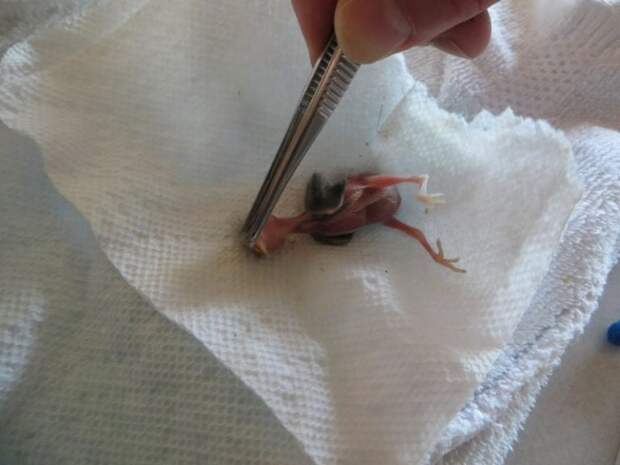 Ветеринарный врач нашел выпавшего из гнезда птенца и занялся его спасением