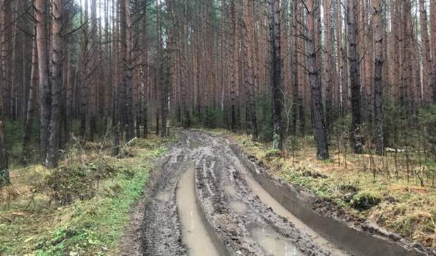 В 50 км от Тюмени стартовал сезон сбора брусники