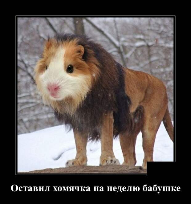 Демотиваторы