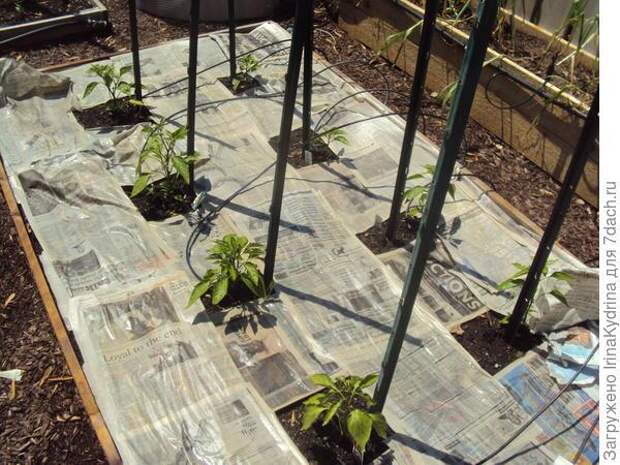 Некоторые дачники мульчируют грядки газетами (Фото с сайта glenns-garden.com)