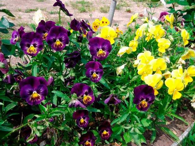 Лекарственное растение Фиалка душистая (Viola odorata)