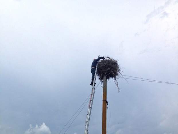 В Брестской области работники МЧС приехали спасти выпавшего из гнезда аиста Брест, аист, мчс, спасение птенца