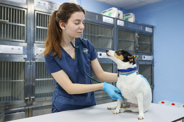 Ветврач Уражевский: аренда и сертификация препаратов повышают цены в ветклиниках