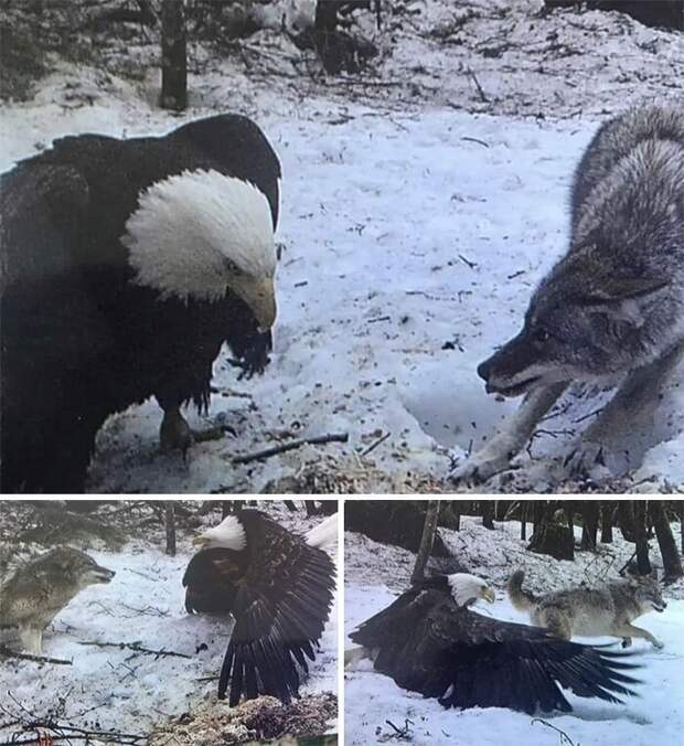Белоголовый Орлан и Серый волк (сказка, снятая на фотоловушку)