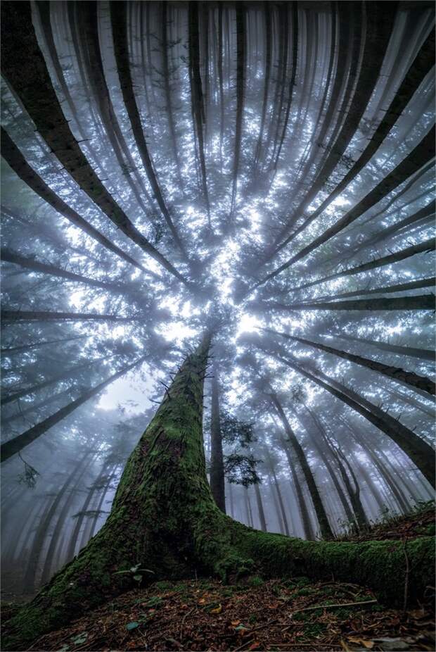 Завораживающая красота леса в фотографиях Мануэло Бечекко