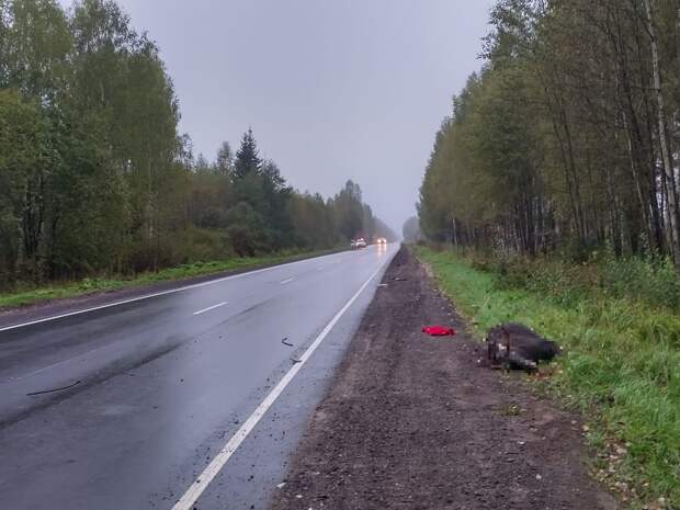 В Тверской области произошло еще одно ДТП из-за лося