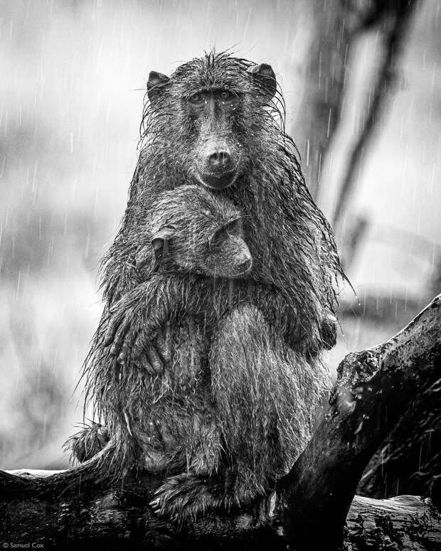 Лучшие фотографии Африки 2020