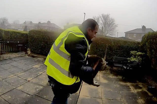 Курьер украл кошку и оказался под угрозой тюрьмы