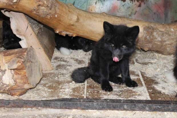 Воронежский зоопарк опубликовал фото весеннего молодняка — енотиков, лисят и волчат