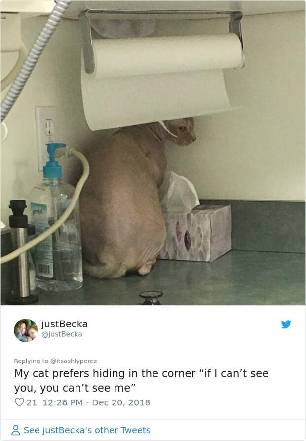 Люди делятся фотографиями, как их коты прячутся от ветеринаров в приемных кабинетах