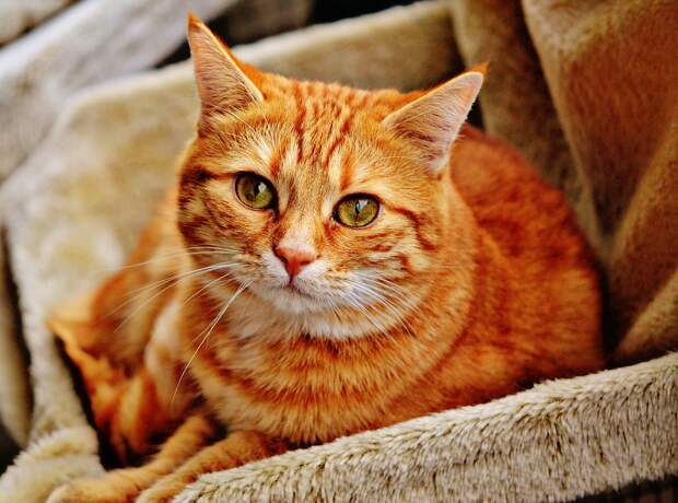 Кошка. Фото: pixabay.com