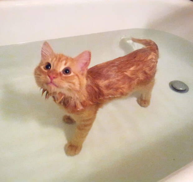 Кошки которые любят воду-4