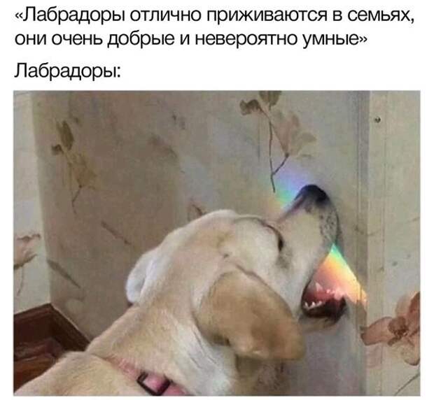 Лабрадор