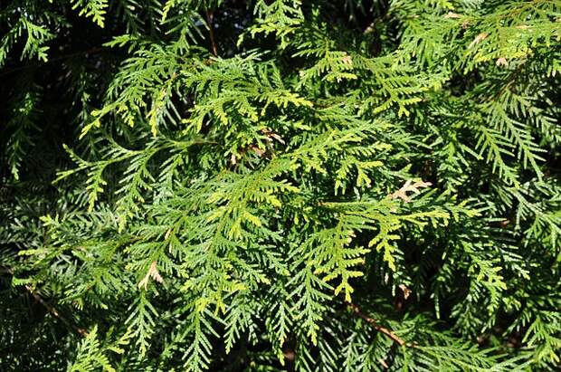 thuja-76770_640.jpg