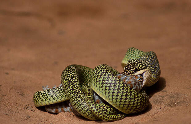 Золотая древесная змея (лат. Chrysopelea ornata)