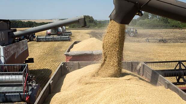 Bloomberg предупредило о нехватке российской пшеницы в мире