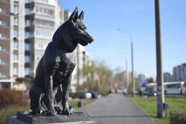 Собаки, которые доказали, что преданность существует