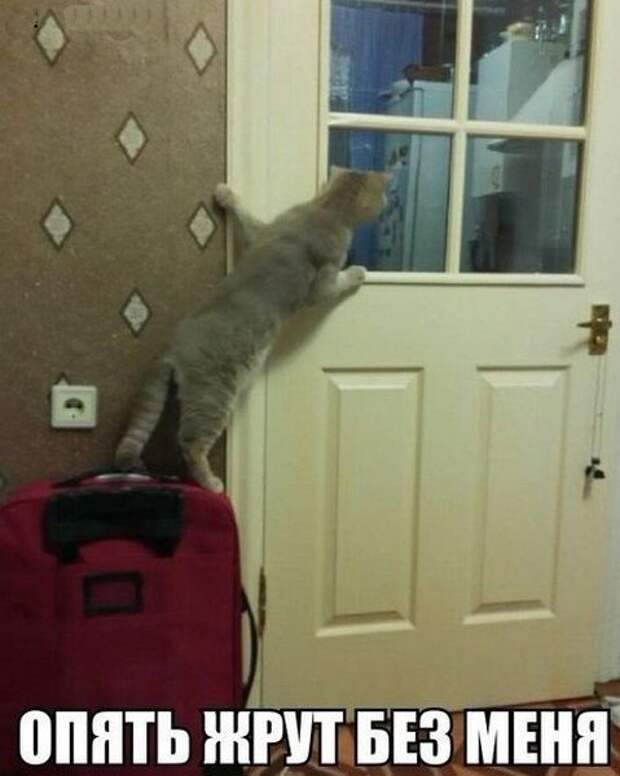Подражая котоматрице котоматрица, коты, юмор