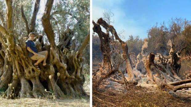 Пожары в Греции уничтожили оливковое дерево, посаженное ещё до нашей эры