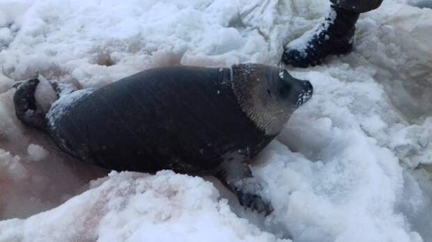 На Камчатке спасли молодого тюленя, на которого напали бродячие собаки