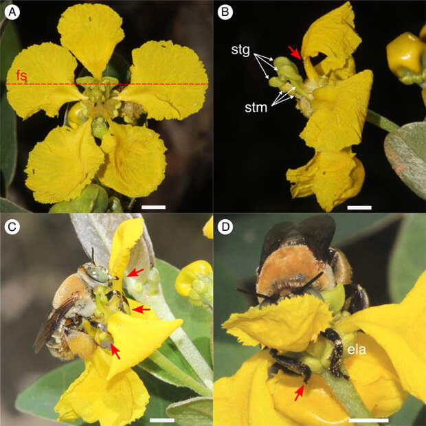 Цветки Stigmaphyllon paralias и их взаимодействие с маслособирающими пчелами