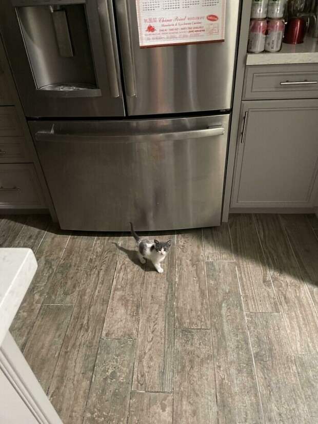 Незаконно маленькие котейки, которые своруют ваше сердце