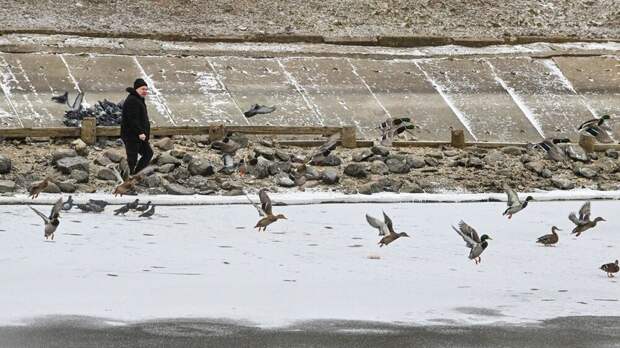 В Подмосковье рассказали о способах помочь водоплавающим птицам зимой