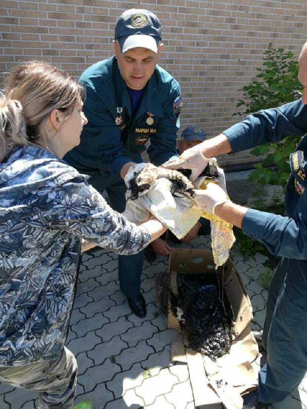 Спасателям пришлось разрезать ведро ножницами по металлу. Фото: new.dvrpso.ru 