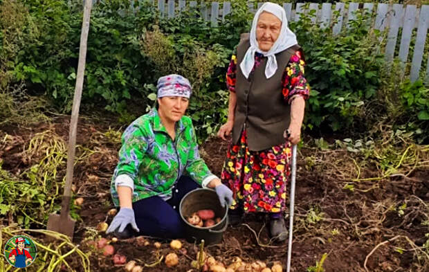 Бабушкин метод выращивания картофеля.