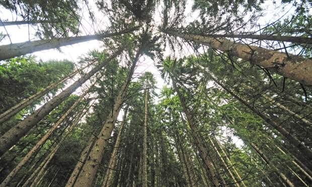 Архангельская область станет углеродно нейтральным регионом