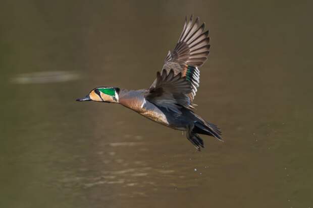 Над российским регионом пролетела гигантская стая редких птиц