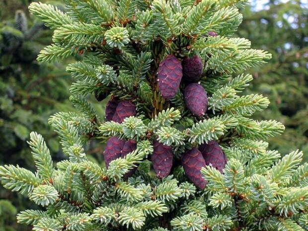 Ель чёрная (Picea mariana)