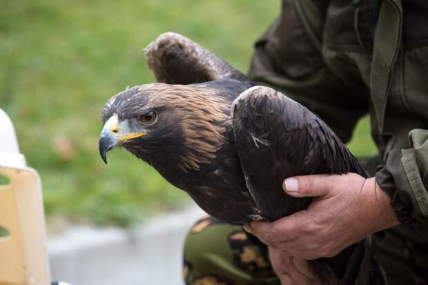 Житель Брянской области чуть не сел в тюрьму за спасение краснокнижных птиц беркуты, интересное, фото
