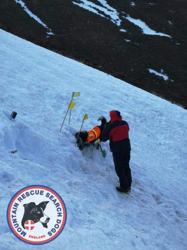 Поисковая собака за 30 секунд спасла оператора из-под снежного завала в мире, видео, животные, люди, собака, спасение