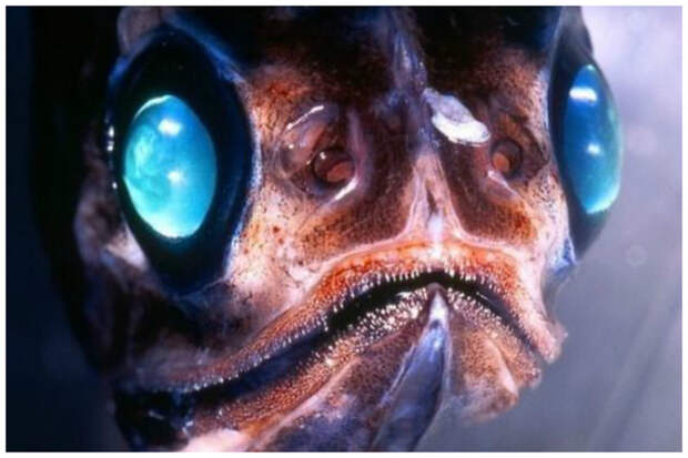Zombie Fish марианская впадина, океан, фауна, чудовища