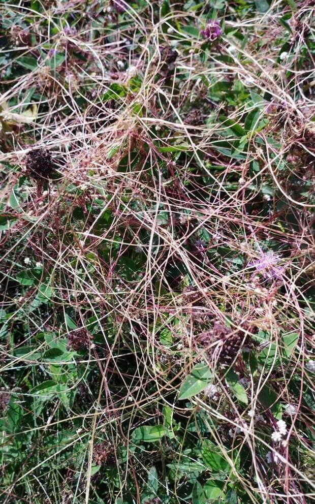 В Морском порту Петербурга обнаружили зараженную партию семян чиа