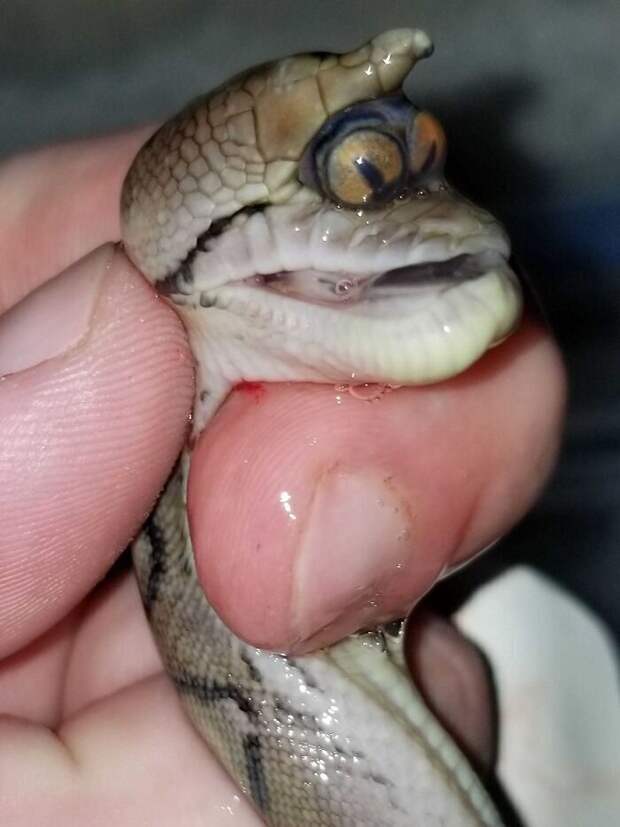 Змея с двумя глазами в одной глазнице