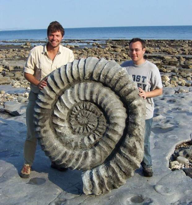 Giant Ammonite Fossils | ferrebeekeeper